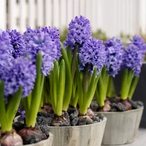 Zambilele - plantarea și îngrijirea unei flori la domiciliu