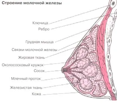 Fibrom simptomelor mamare și a tratamentului