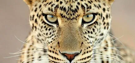 În cazul în care leoparzi trăiesc în sălbăticie, toate animalele