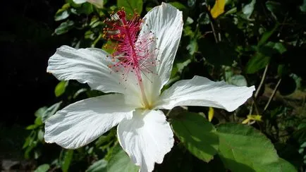 Hibiscus marsh în creștere din semințe