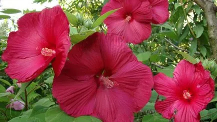 Hibiscus marsh în creștere din semințe