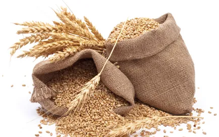 Cornmeal ce este utilizarea de cereale furajere