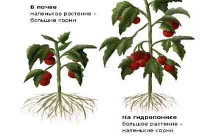 cultivarea hidroponice nuanțelor tomate studiu (tomate) Hidroponia studiaza nuanțele de cultivare de tomate