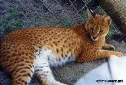 Hybrid pisica - stiri despre animale, animale rare și animale mitice (semne) Hybrid pisica - stiri despre animale, animale rare și animale mitice