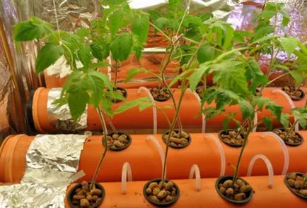 cultivarea hidroponice nuanțelor tomate studiu (hidroponică) Hidroponia studiaza nuanțele de cultivare de tomate