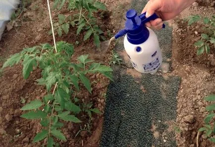 manei la tomate ca o luptă fotografie răsad mâner atac folk, tratamentul de tomate (tomate) manei la tomate ca un material săditor lupta foto, prelucrare de remedii populare, tratamentul tomate