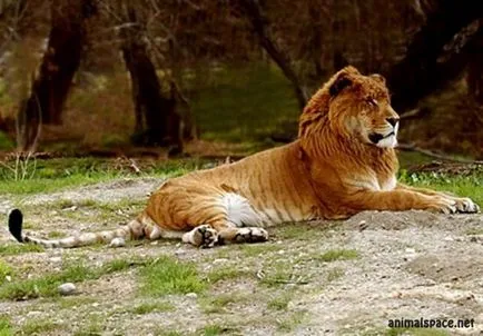 Hybrid pisica - stiri despre animale, animale rare și animale mitice (caz) Hybrid pisica - stiri despre animale, animale rare și animale mitice