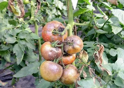manei la tomate ca o luptă fotografie răsad mâner atac folk, tratamentul de tomate (luptă) manei la tomate ca un material săditor lupta foto, prelucrare de remedii populare, tratamentul tomate
