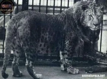 Hybrid pisica - stiri despre animale, animale rare și animale mitice (descendenți) Hybrid pisica - stiri despre animale, animale rare și animale mitice