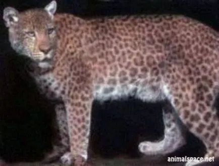 Hybrid pisica - stiri despre animale, animale rare și animale mitice (împerechere) Hybrid pisica - stiri despre animale, animale rare și animale mitice