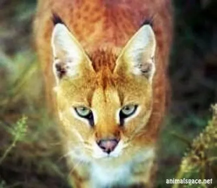 Hybrid pisica - stiri despre animale, animale rare și animale mitice (mane) Hybrid pisica - stiri despre animale, animale rare și animale mitice