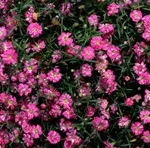 Verdure - foto, cultivare și pe termen lung soiuri de respirația copilului, florile preferate