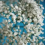 Verdure - foto, cultivare și pe termen lung soiuri de respirația copilului, florile preferate