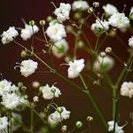 Verdure - foto, cultivare și pe termen lung soiuri de respirația copilului, florile preferate