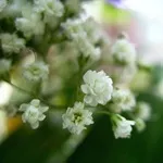 Verdure - foto, cultivare și pe termen lung soiuri de respirația copilului, florile preferate