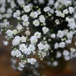 Verdure - foto, cultivare și pe termen lung soiuri de respirația copilului, florile preferate