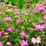 Verdure - foto, cultivare și pe termen lung soiuri de respirația copilului, florile preferate