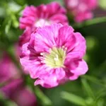 Verdure - foto, cultivare și pe termen lung soiuri de respirația copilului, florile preferate
