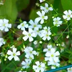 Verdure - foto, cultivare și pe termen lung soiuri de respirația copilului, florile preferate