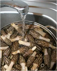 ciuperci Morel - morels sau linii
