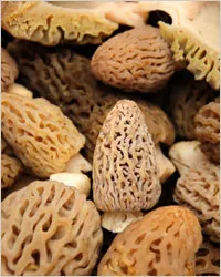 ciuperci Morel - morels sau linii