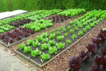Paturi pentru gradina (37 poze) grădină frumoasă la modul de a face cutii în mâinile lor, este mai bine pentru a aranja