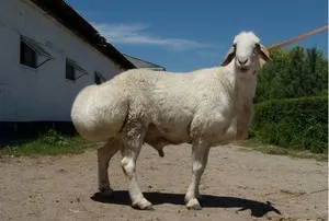 Hissar caracteristicile rasa de oi, în special de reproducere, cea mai mare oaie din lume