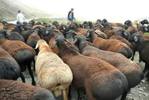 Hissar caracteristicile rasa de oi, în special de reproducere, cea mai mare oaie din lume