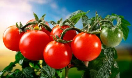 soiuri de tomate olandeze pentru sere, grădinar