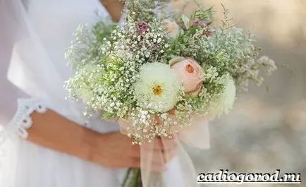 floare Gypsophila