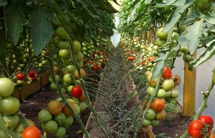 soiuri de tomate olandeze pentru sere, grădinar