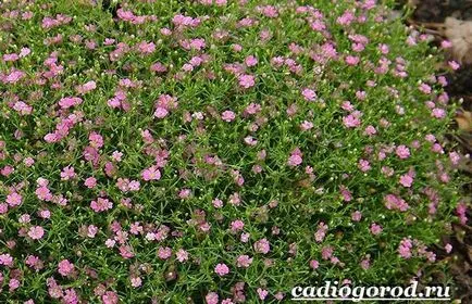 floare Gypsophila