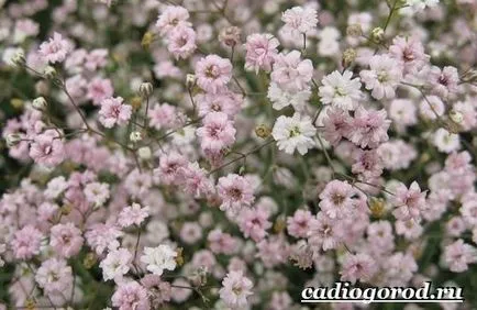 floare Gypsophila