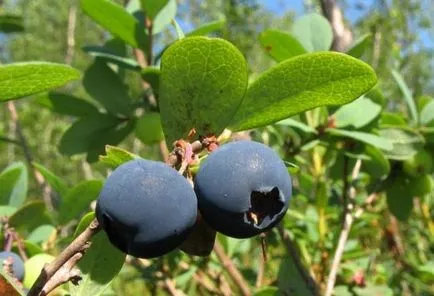 În cazul în care cresc afine, solul sub afinele, alegerea scaunului, foto, video (pentru a da vin bun) În cazul în care cresc afine, solul sub afinele, alegerea scaunului, foto, video