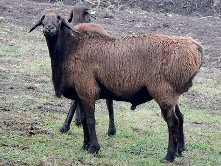 Hissar caracteristicile rasa de oi, în special de reproducere, cea mai mare oaie din lume