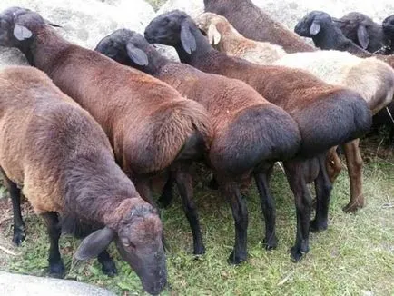 Hissar caracteristicile rasa de oi, în special de reproducere, cea mai mare oaie din lume