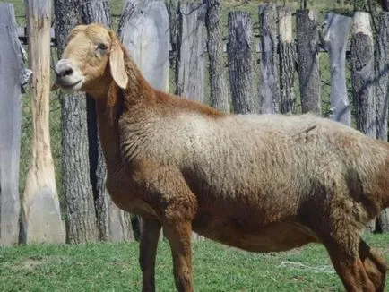 Hissar caracteristicile rasa de oi, în special de reproducere, cea mai mare oaie din lume