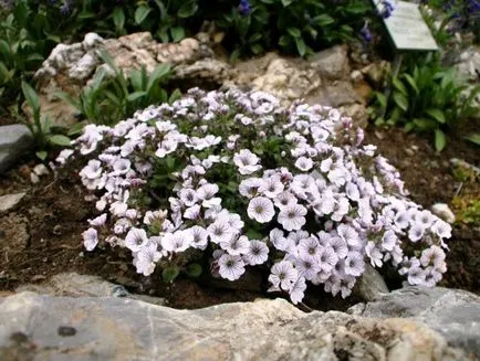 plantare verdure, cultivare, îngrijire, fotografie, alege o aterizare