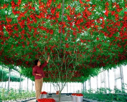 soiuri de tomate olandeze pentru sere, grădinar