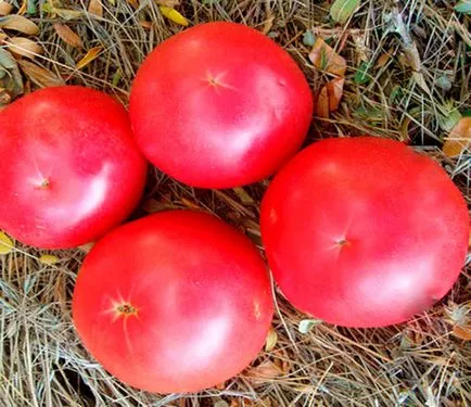 soiuri de tomate olandeze pentru sere, grădinar