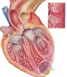 Accident vascular cerebral simptome pisicii - tratamentul inimii