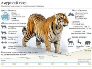 fapte interesante despre tigri - răspunsuri simple la întrebări complexe