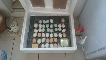 Instrucțiuni pentru mutarea puilor într-un incubator