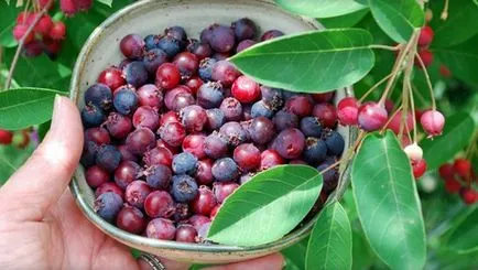 plantare și îngrijire Saskatoon, descrierea canadian, olholistnoy, răsaduri în creștere, arbuști de tăiere