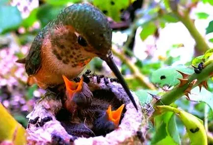 fapte interesante despre colibri