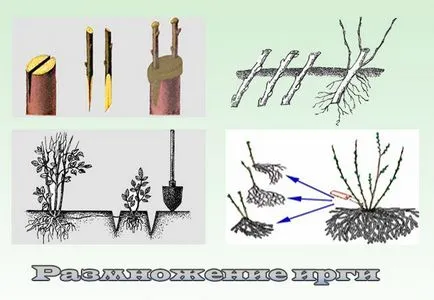Saskatoon - proprietăți utile, plantare, îngrijirea și reproducerea (înmulțirea) Saskatoon - proprietăți utile, plantare, îngrijire și propagare