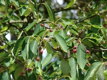 plantare și îngrijire Saskatoon, descrierea canadian, olholistnoy, răsaduri în creștere, arbuști de tăiere