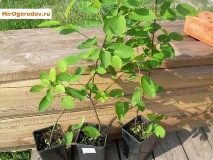 Saskatoon - plantare și îngrijire instrucțiuni