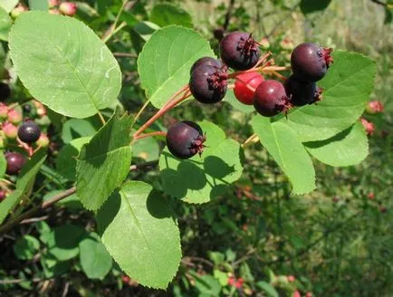 plantare și îngrijire Saskatoon, descrierea canadian, olholistnoy, răsaduri în creștere, arbuști de tăiere