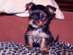 Yorkshire Terrier de îngrijire la domiciliu, decordog